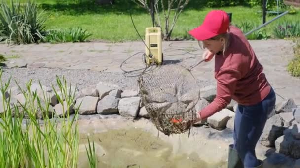 Γυναίκα με δίχτυ προσγείωσης πιάνει ψάρια πριν από τον καθαρισμό μιας διακοσμητικής λίμνης κήπου - Πλάνα, βίντεο