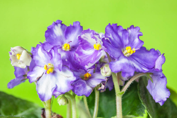 A two-colored blue and white brindle species of violet, Saintpaulia. Grupo de violetas con hojas sobre un fondo verde vacío. - Foto, Imagen