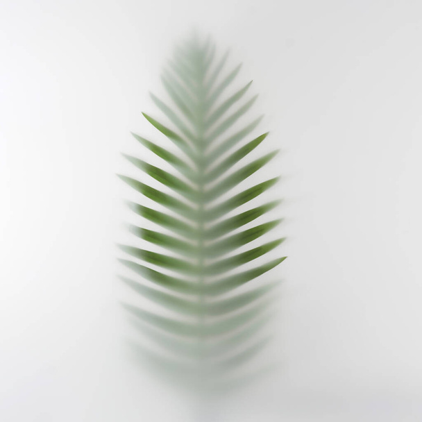 Palm tree branch in the summer in the fog. Minimal texture tropics concept. - 写真・画像