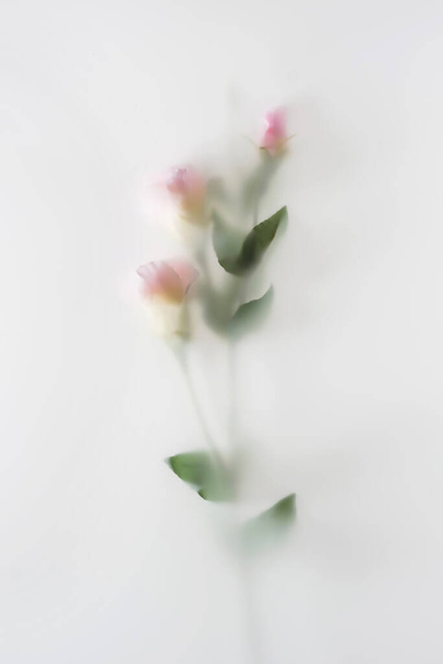 Flor de névoa desfocada com folhas em névoa tem cores pastel efeito místico mágico. - Foto, Imagem