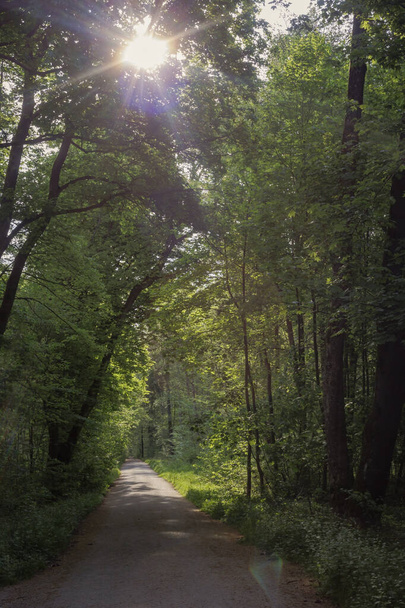 Chemin forestier avec taches de lentilles colorées et rayons du soleil le matin dans la forêt - Photo, image