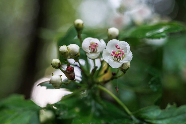 The flower of a hawthorn in close-up with shallow depth of field and soft out of focus background with bokeh - Foto, Imagem