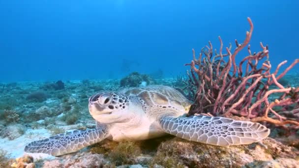 Tengeri teknős a Karib-tenger korallzátonyán, Curacao - Felvétel, videó