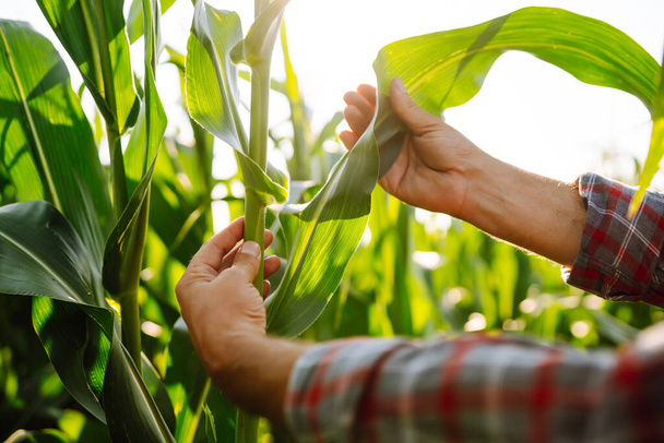 Close up of corn sprout in farmer's hand. Farmer  standing in corn field examining crop. Agriculture, organic gardening, planting or ecology concept. - Photo, image