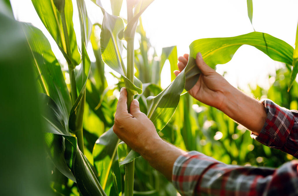 Close up of corn sprout in farmer's hand. Farmer  standing in corn field examining crop. Agriculture, organic gardening, planting or ecology concept. - Foto, afbeelding