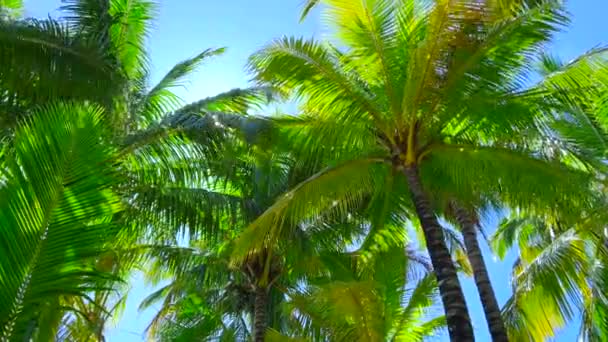 Tropikal palmiye yapraklarının arka planı rüzgarda sallanıyor ve güneş ışığı ve gölgeler yaprakların üzerine düşüyor. - Video, Çekim