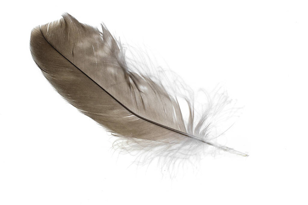 a hawk feather on a white isolated background - Foto, Imagem
