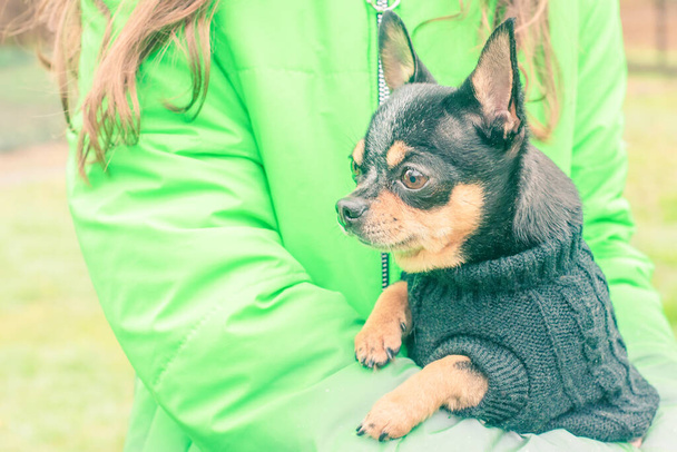 Міні-собака в одязі. Пес чіхуахуа на руках у дівчини в зеленій куртці.. - Фото, зображення