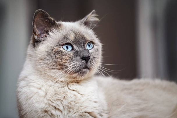 Older gray cat with piercing blue eyes, closeup detail - Foto, Bild