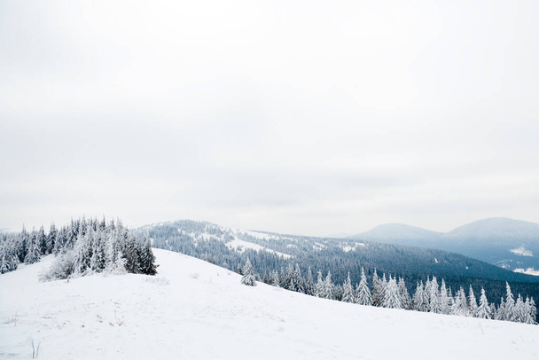 Carpathian mountains, Ukraine. Beautiful winter landscape. The forrest ist covered with snow. - 写真・画像
