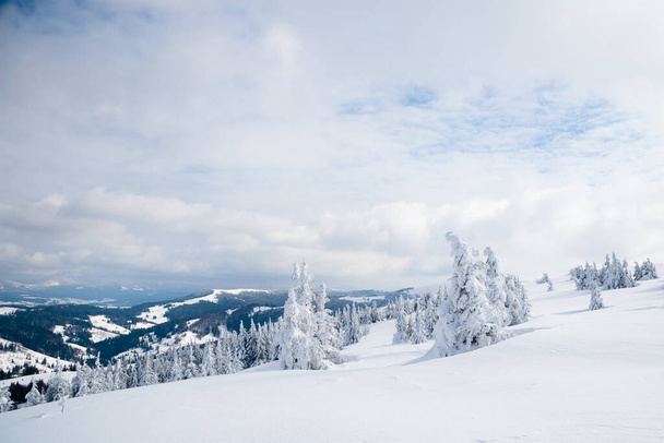 Montanhas Cárpatas, Ucrânia. Árvores cobertas com geada e neve em montanhas de inverno - Natal fundo nevado - Foto, Imagem