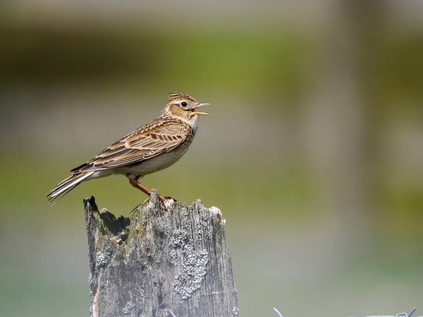 Skylark, Alauda arvensis, single bird on song post, Shropshire, May 2022 - Photo, image