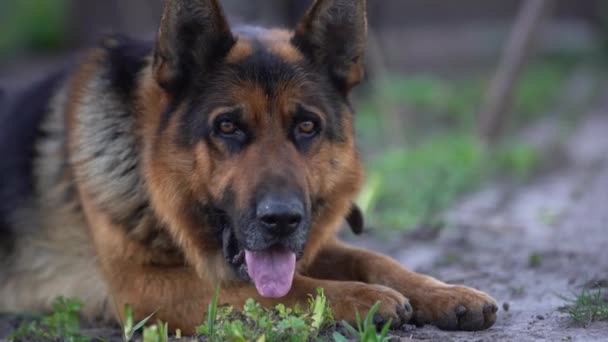 close-up of a German shepherd with intelligent eyes and protruding tongue - Footage, Video