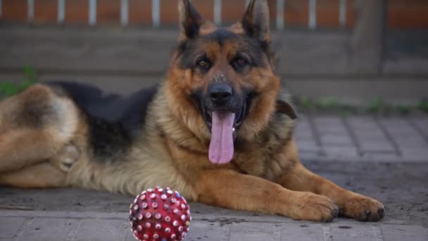 close-up of a German shepherd with intelligent eyes and protruding tongue - Séquence, vidéo