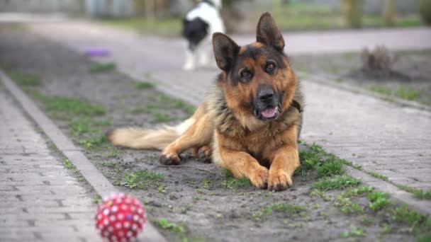 Beautiful german shepherd dog outdoor - Filmati, video