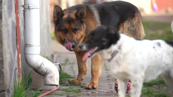 A beautiful German shepherd drinks water looking directly into the camera - Footage, Video