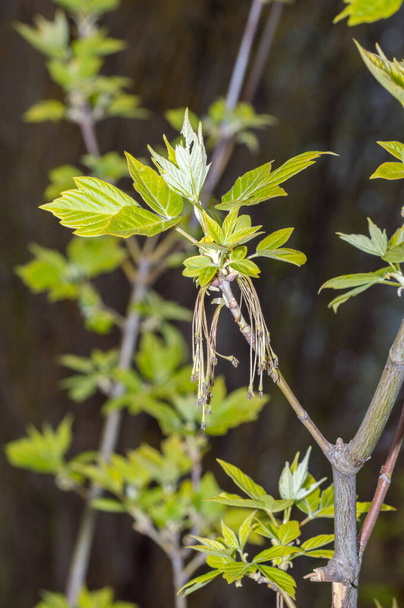 Φύλλα και αρσενική ταξιανθία του φυλλωμένου από τέφρα Maple Acer negundo. - Φωτογραφία, εικόνα