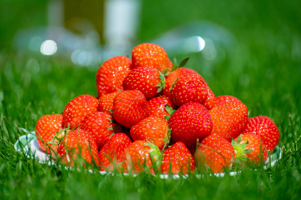 Fresa orgánica dulce roja madura fresca en pizarra blanca servida al aire libre en césped de hierba verde en día soleado - Foto, Imagen
