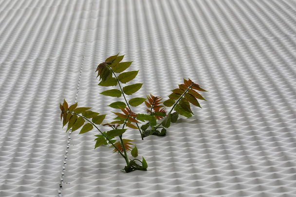 amazing hardy and tenacious seedling with green leaves that has grown on a metal wall of a factory without soil - Fotó, kép