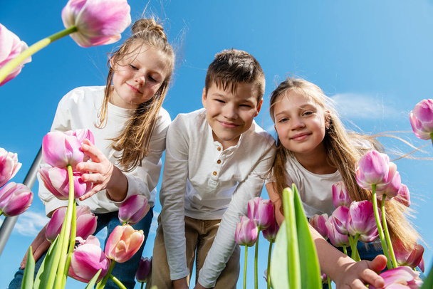 Три подростка наклоняются над цветущими розовыми и белыми цветами тюльпанов на фоне голубого неба, вид снизу. Широкий угол. - Фото, изображение