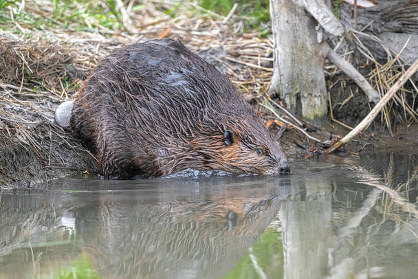North American Beaver (Castor canadensis) Entering the Water - 写真・画像