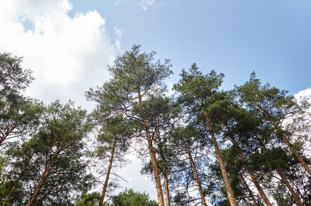 Pine trees against the blue sky. View in to tall pine trees on a summers day - Foto, afbeelding