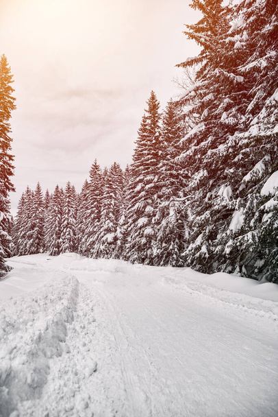 дорога в горах з соснами в сторону сонячного зимового дня
 - Фото, зображення