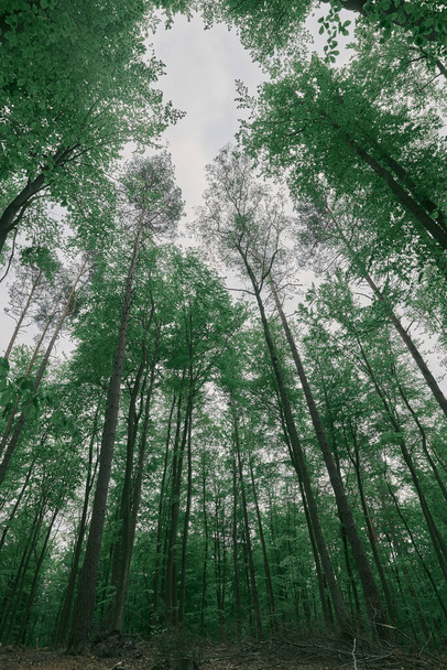 Tavaszi kilátás a földről. Széles látószögű kép fákról az erdőben. Észak-európai erdők biómja májusban - Fotó, kép