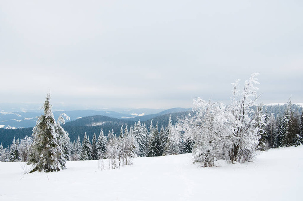Karpaty, Ukraina. Piękny zimowy krajobraz. Forrest ist pokryty śniegiem. - Zdjęcie, obraz