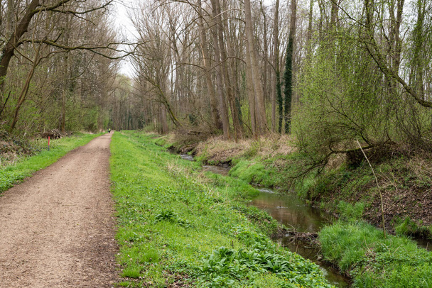 ドイツのSaeffelen自然公園内のクリークと緑の環境 - 写真・画像