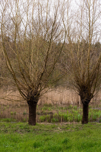 Pollard willows in the national nature reserve of Saeffelen, Germany - Foto, Imagen