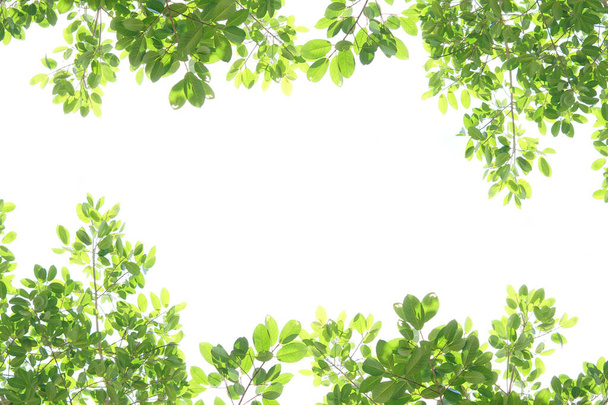 Всесвітній день навколишнього середовища. Зелене листя на білому тлі
 - Фото, зображення