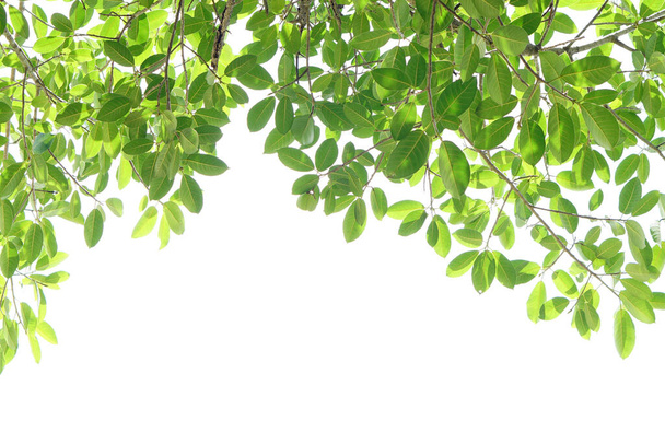 World environment day.Green leaves on a white background - Valokuva, kuva
