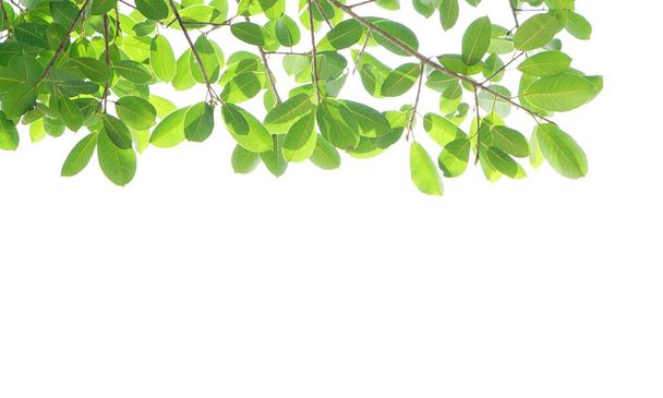 World environment day.Green leaves on a white background - Foto, imagen