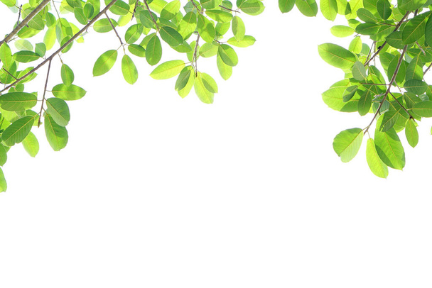 World environment day.Green leaves on a white background - Foto, imagen