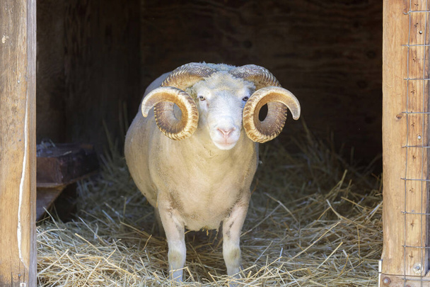 Sheep Ram Peeking Through Animal Pen Entrance in Northern America. - Zdjęcie, obraz