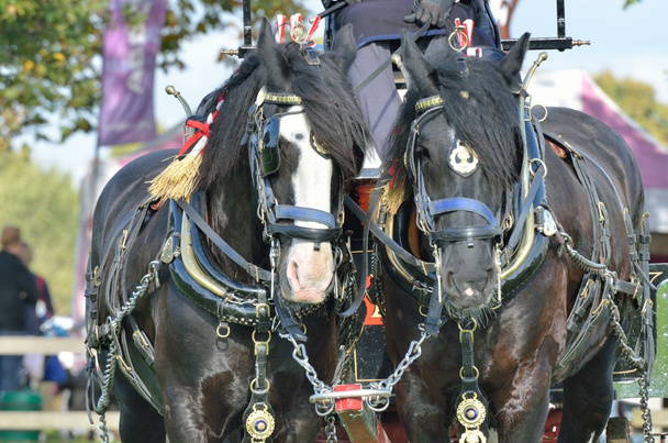 Δύο άλογα shire εργάζονται - Φωτογραφία, εικόνα