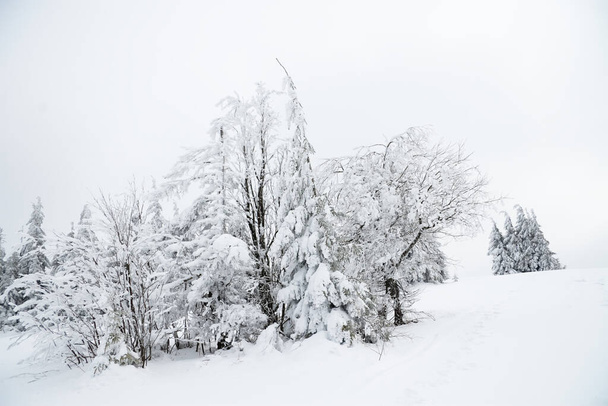 Karpaten, Ukraine. Schöne Winterlandschaft. Der Wald ist mit Schnee bedeckt. - Foto, Bild