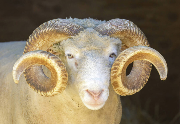 Adult Sheep Ram Headshot. Animal Pen in North America. - Photo, Image