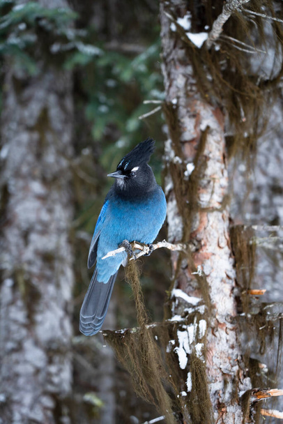A Steller Jay standing on a branch of a tree begging for food at Rawson Lake in Kananaskis Provincial Park Alberta. - Foto, Imagen
