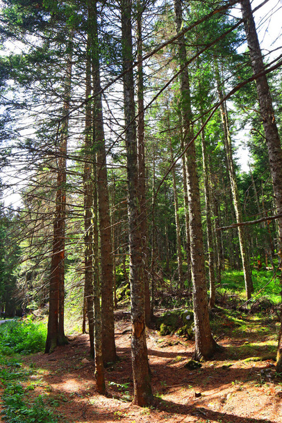 Spruce forest in Durmitor National Park in Montenegro - Foto, Bild