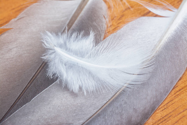 close shot of an unknown bird feather. - Foto, afbeelding