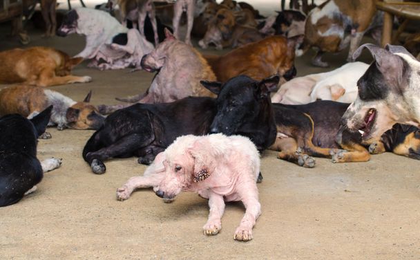 Skupina toulavých psů v nadaci - Fotografie, Obrázek
