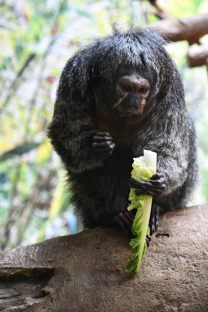 Маленькая обезьяна, поедающая салат - Фото, изображение