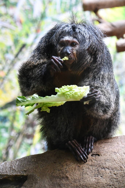 Pieni apina syö salaattia - Valokuva, kuva
