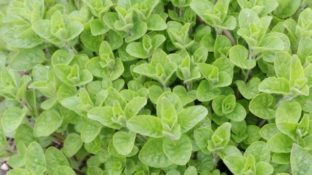 Green fresh marjoram herbs. Medicinal plants - 映像、動画