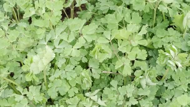 Green leaves Aquilegia caerulea. Medicinal plants - Metraje, vídeo