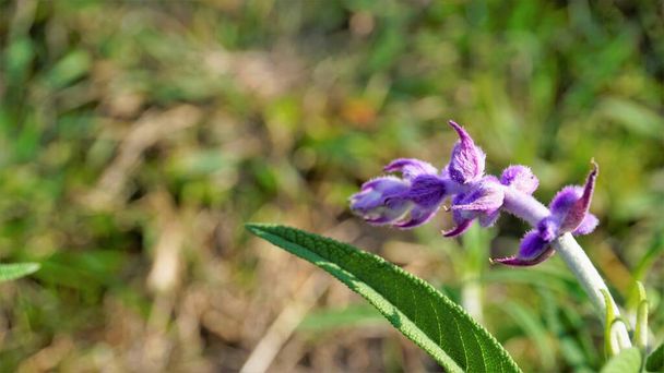 Beautiful flower of Salvia leucantha also known as Mexican bush sage with natural background. - Foto, imagen
