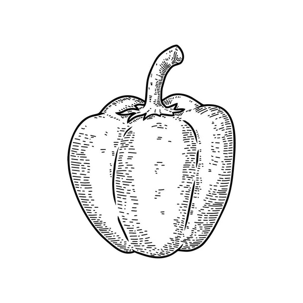Illustrations of sweet pepper in engraving style. Design element for emblem, sign, poster, card, banner, flyer. Vector illustration - ベクター画像
