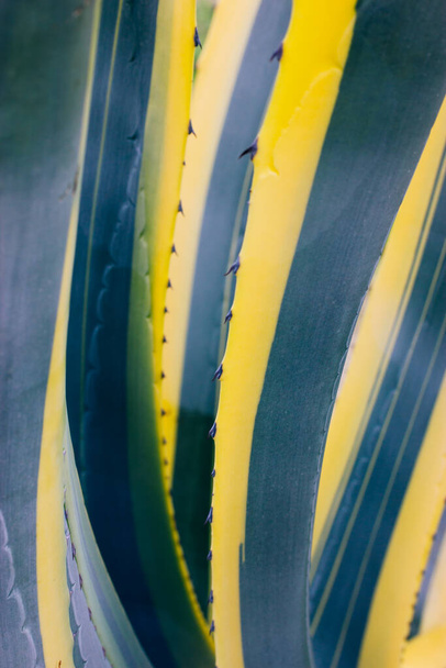 Long smooth leaves of striped green and yellow Agave americana. A heat-loving exotic plant in botanical garden. Agave is used to make the alcoholic drink mescal. Tropical foliage abstract background.  - Fotó, kép